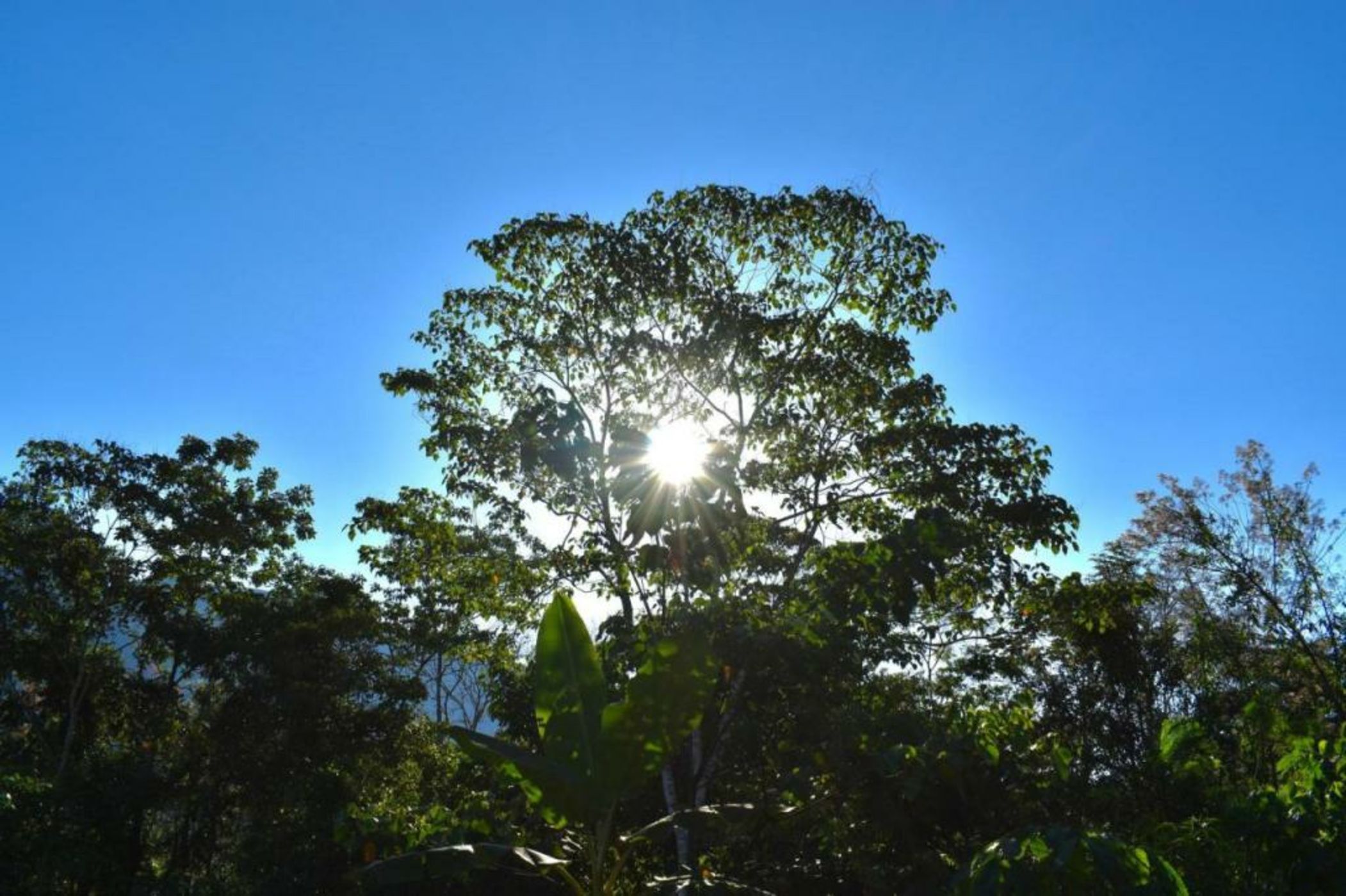 Bosque Guardian Lodge