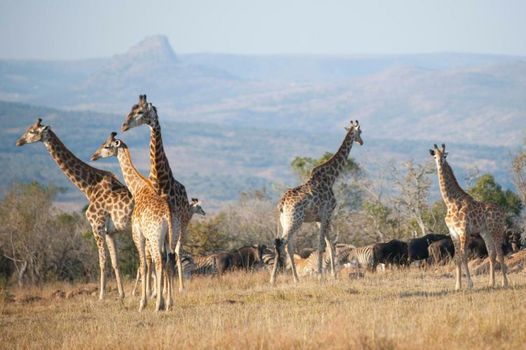 Fugitives Drift Lodge