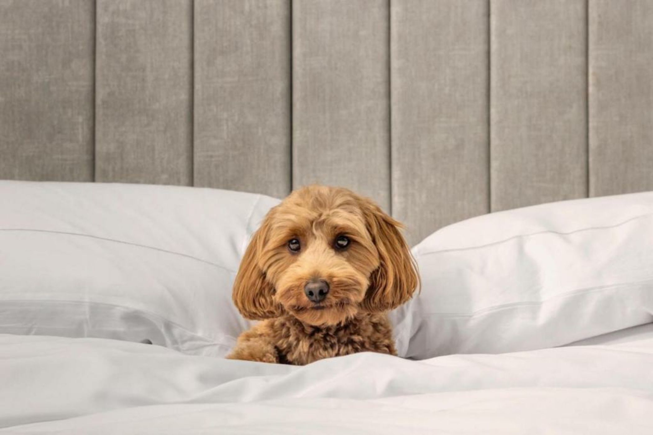 Hotel X Toronto, a Destination by Hyatt Hotel