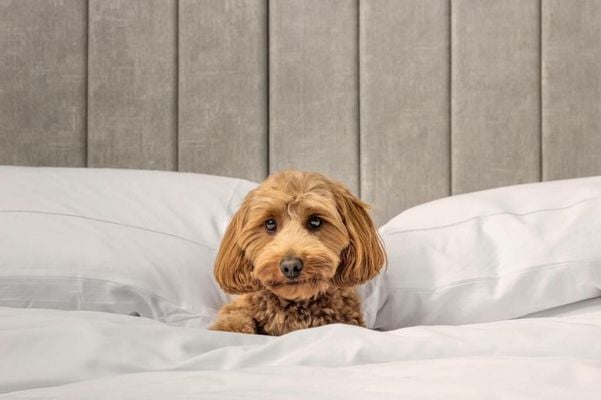 Hotel X Toronto, a Destination by Hyatt Hotel