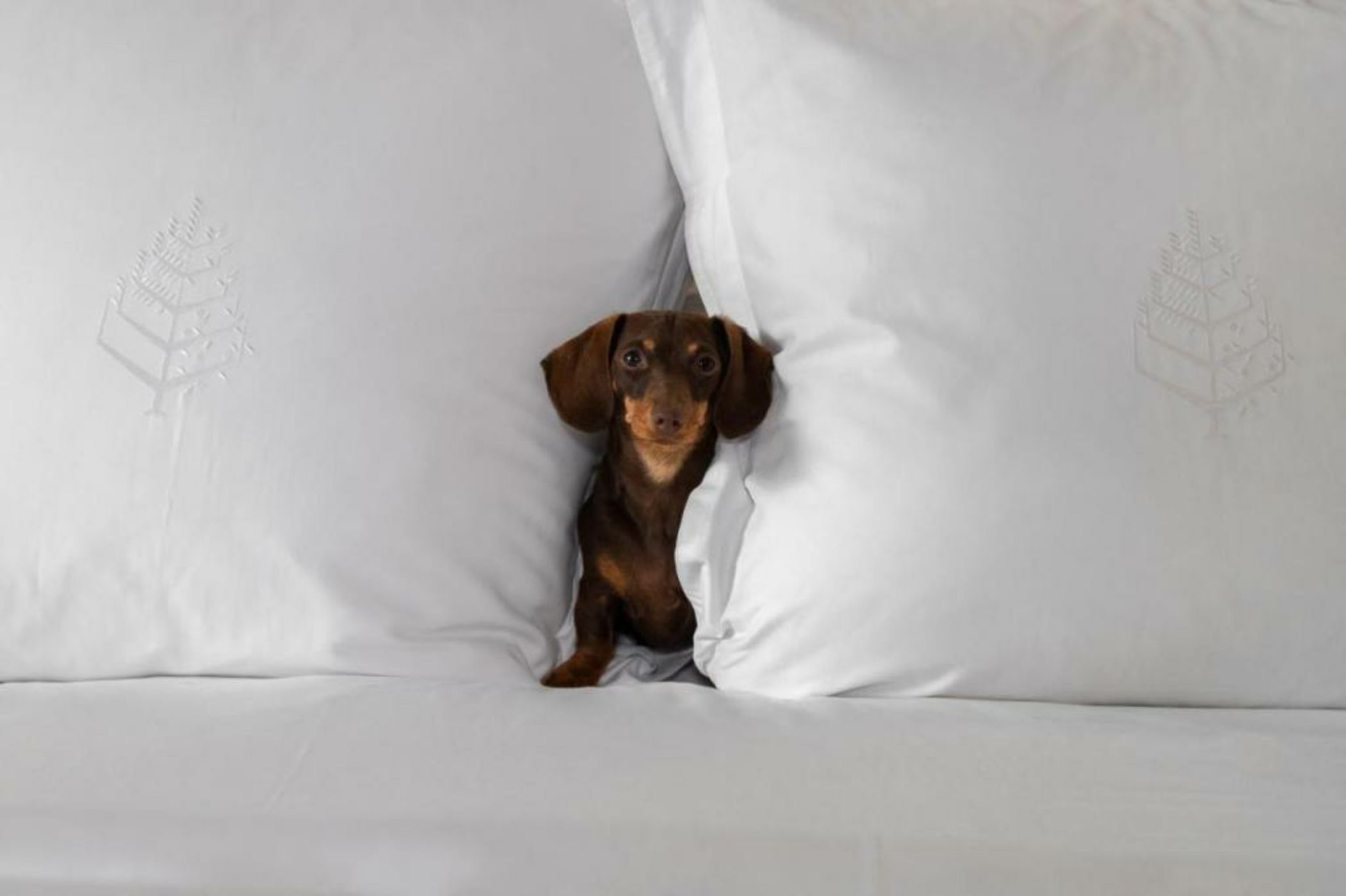 Four Seasons Hotel Mexico City