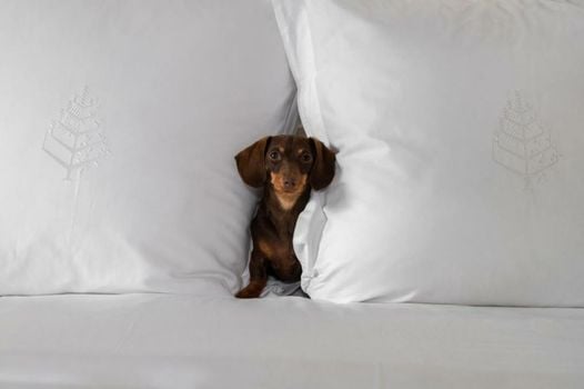 Four Seasons Hotel Mexico City