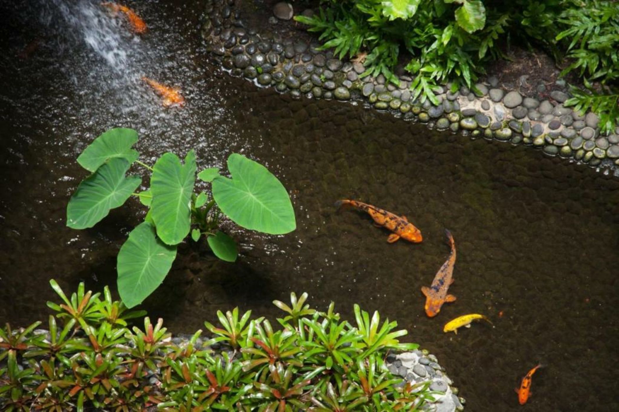 Mauna Kea Beach Hotel, Autograph Collection