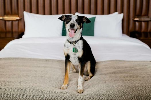 Surety Hotel, Autograph Collection