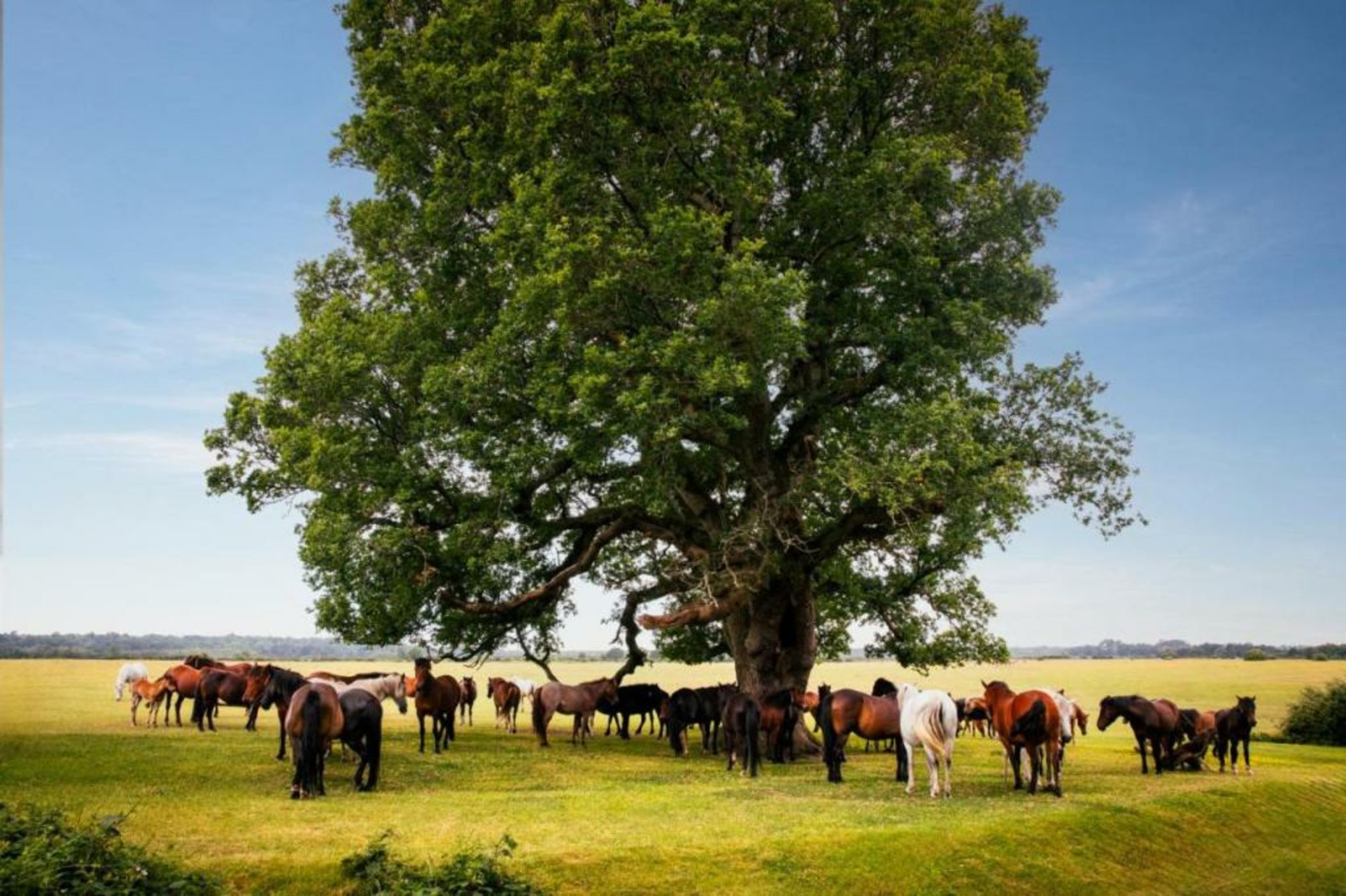 Rhinefield House Hotel