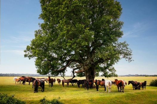 Rhinefield House Hotel