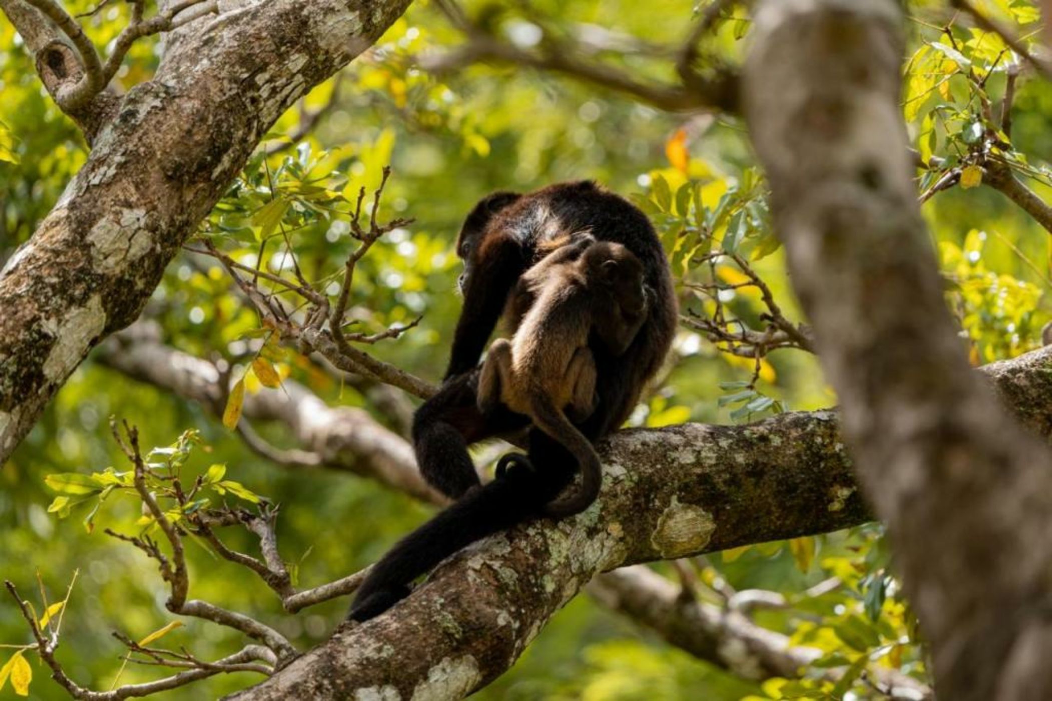Hotel Bosque del Mar Playa Hermosa