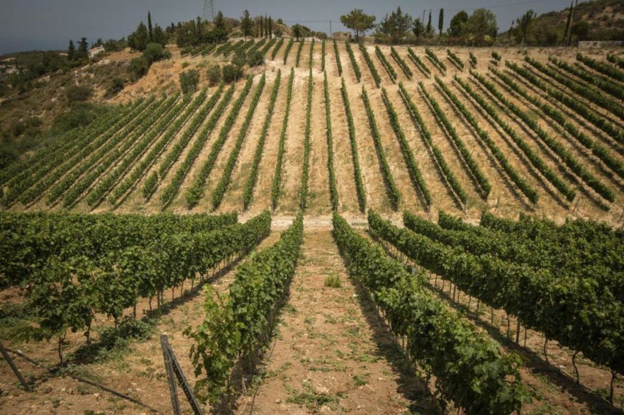 Gillham Vineyard Hotel