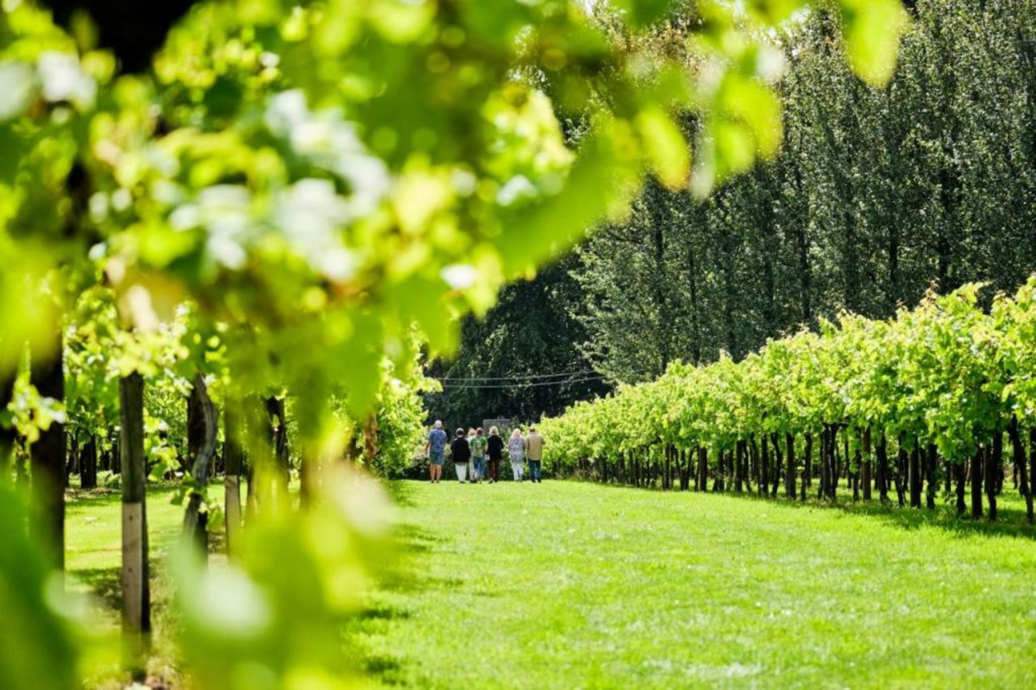 Llanerch Vineyard Hotel