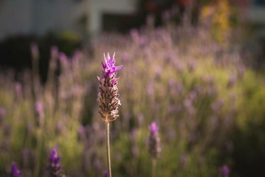 Kalá Hotel Boutique