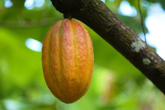 Mount Edgecombe Boutique Hotel