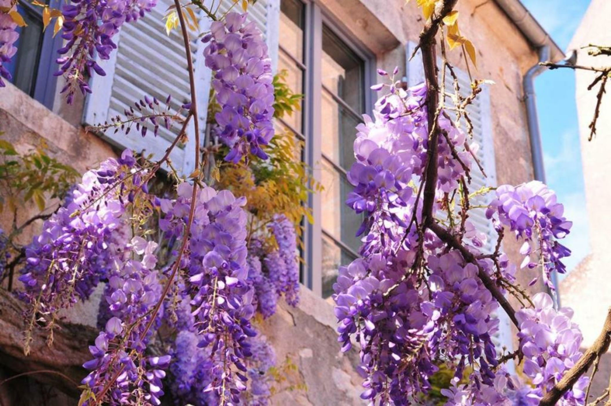 Les Glycines Vézelay