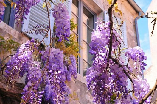 Les Glycines Vézelay