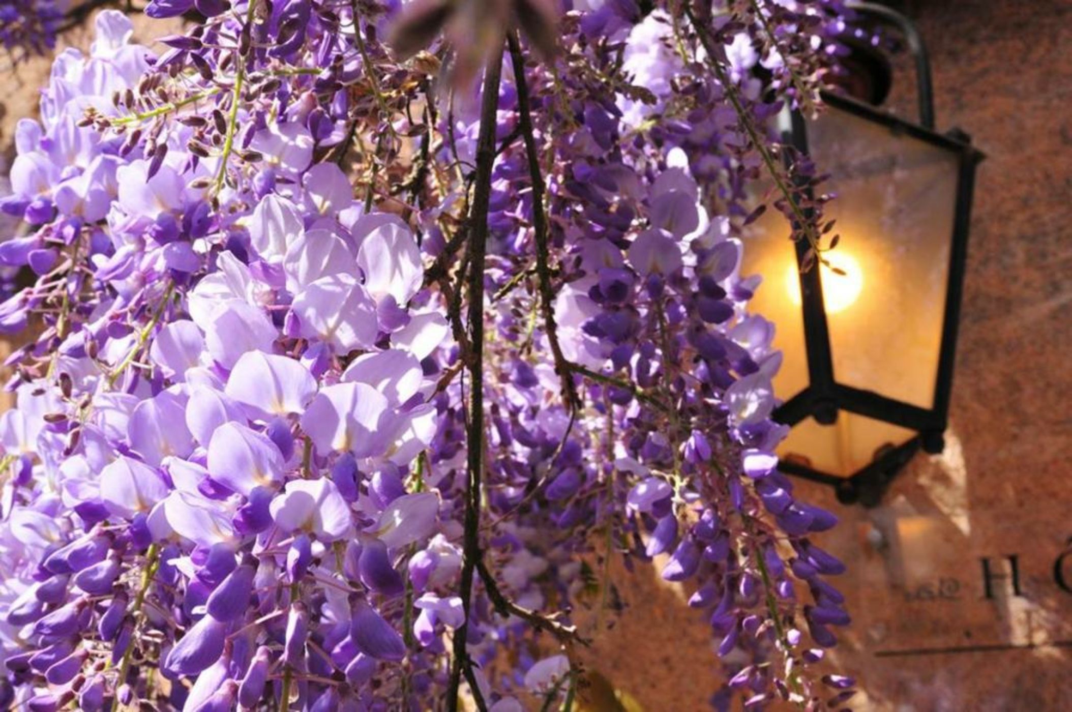 Les Glycines Vézelay