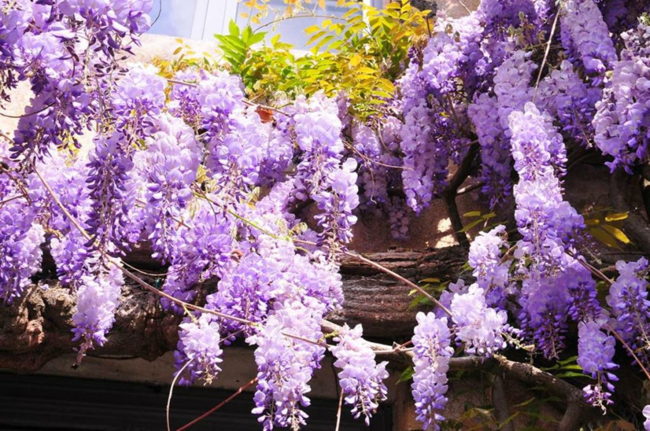 Les Glycines Vézelay