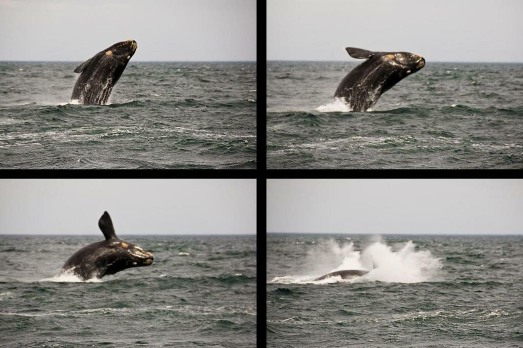 Hotel Península Valdés