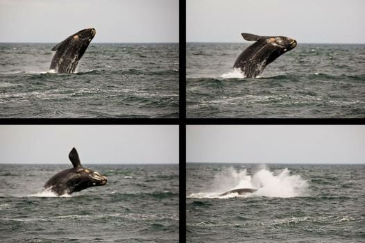 Hotel Península Valdés