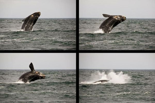 Hotel Península Valdés