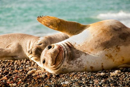 Hotel Península Valdés