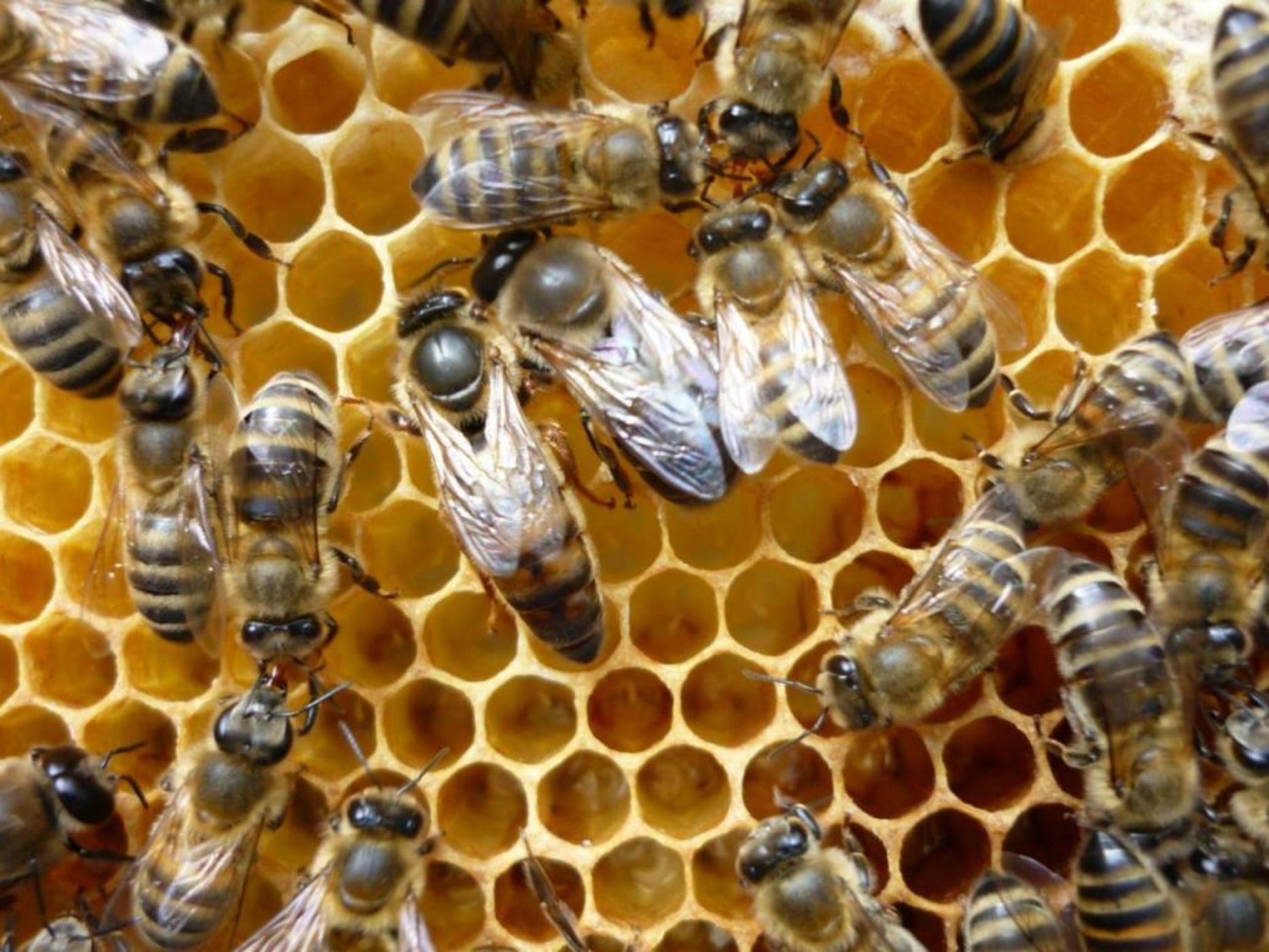 APIPURA hotel rinner