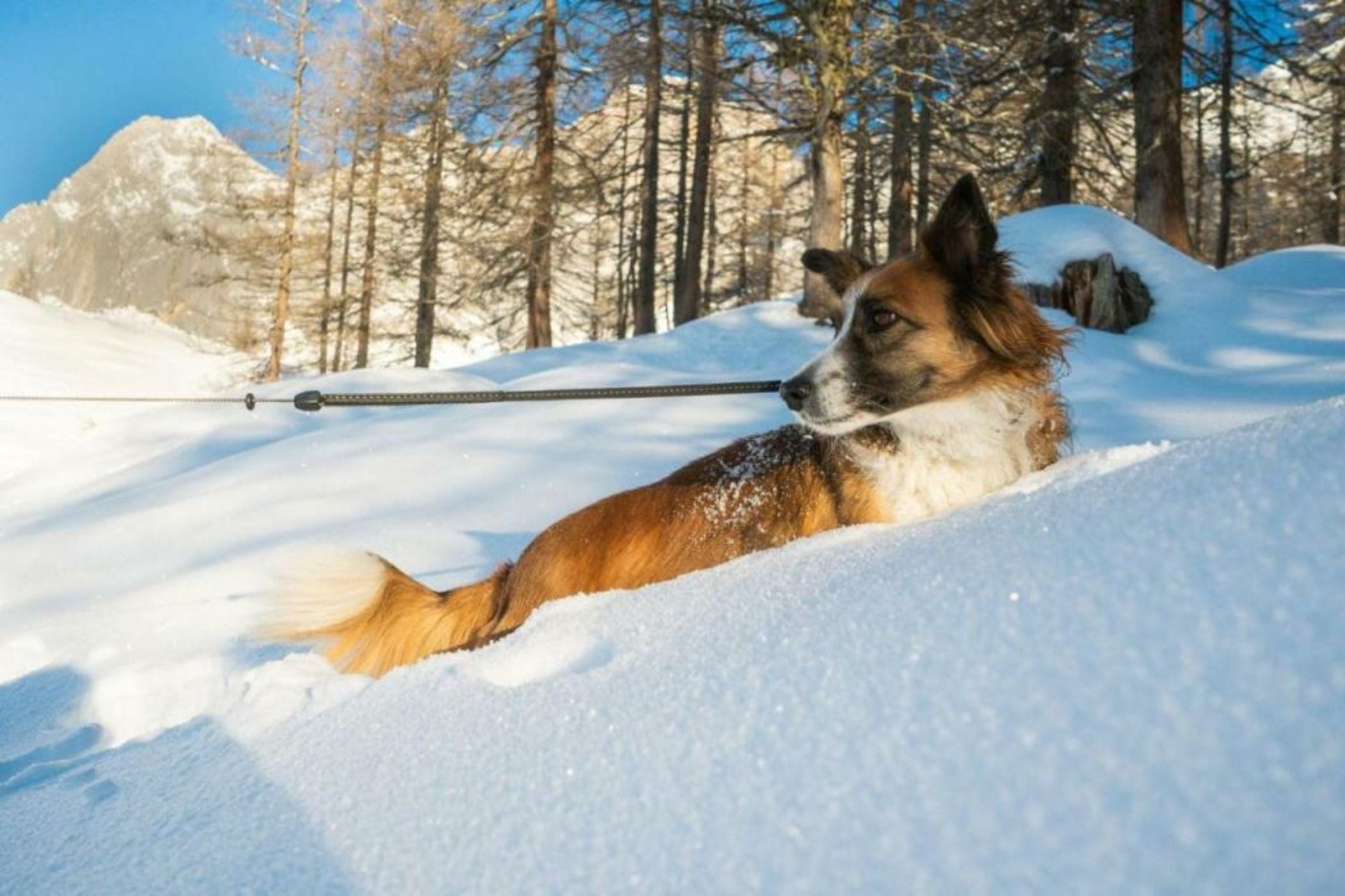 Almfrieden Hotel & Romantikchalet