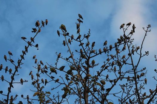 Brijraj Bhawan Palace Hotel