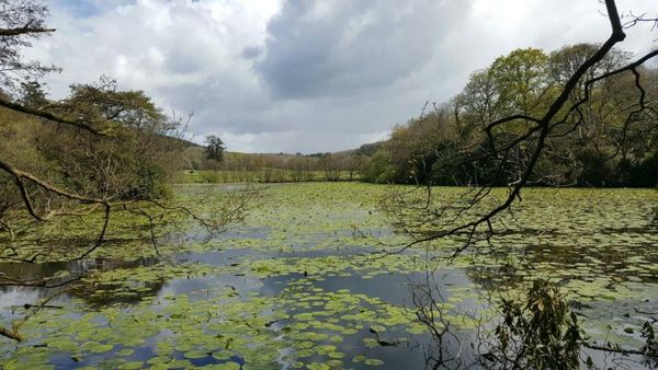 Plas Nanteos Mansion