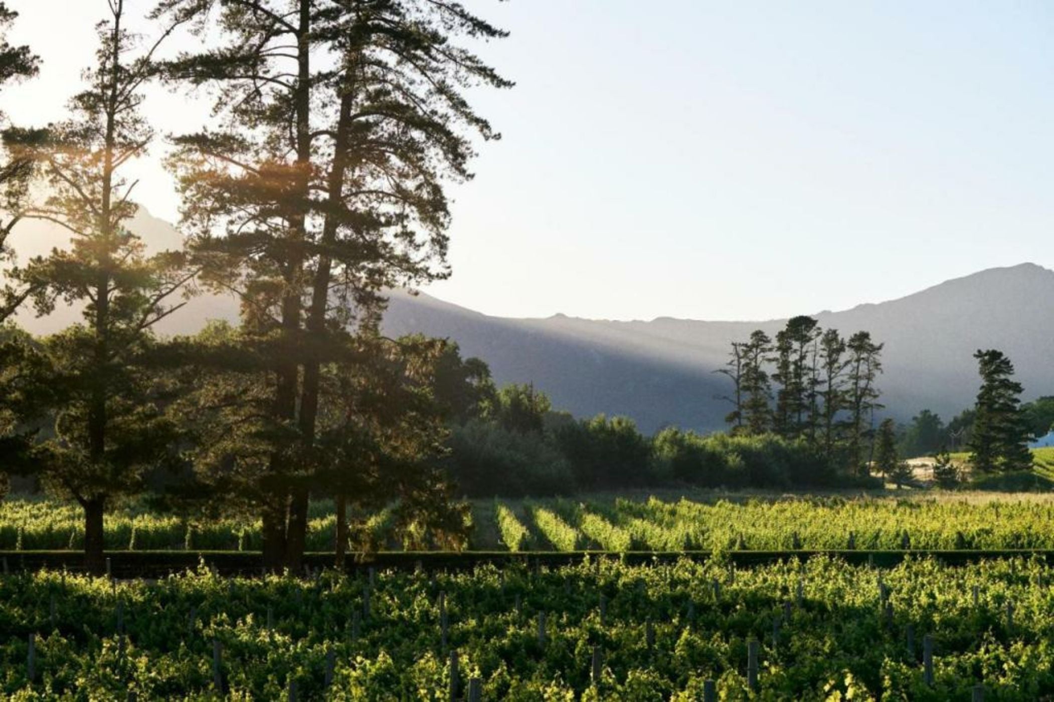Rickety Bridge Estate