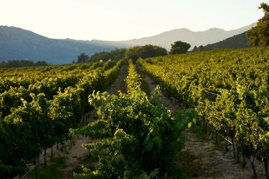 Rickety Bridge Estate