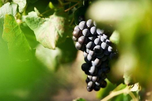 Rickety Bridge Estate