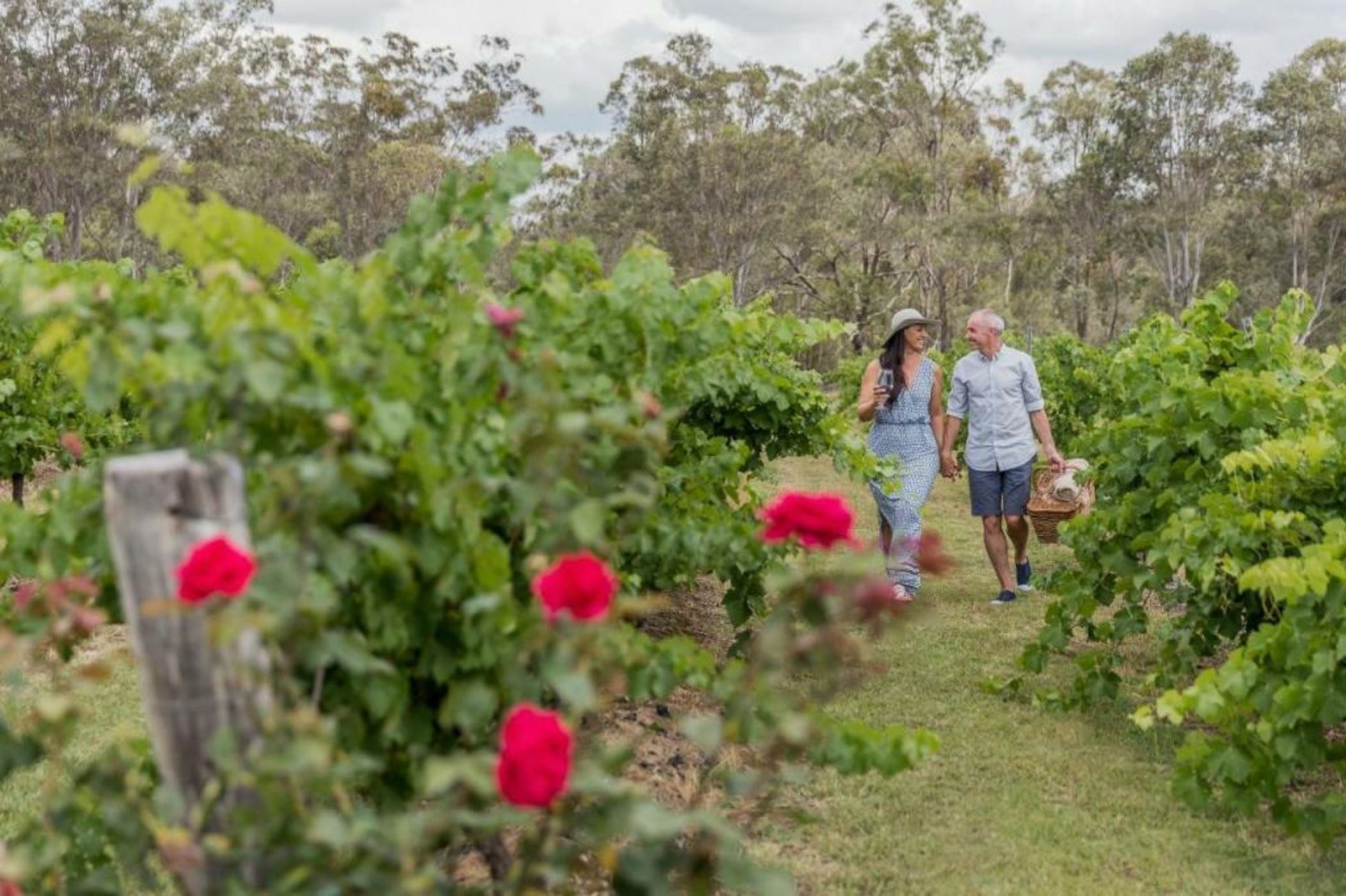 Spicers Vineyards Estate