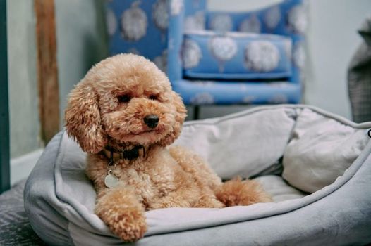 The Stag on the River