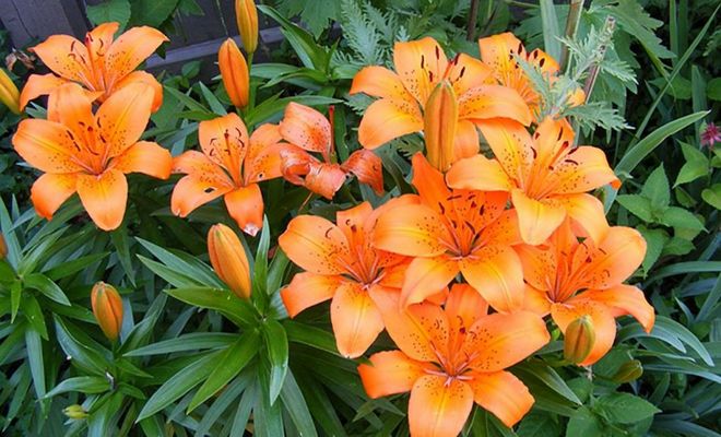 Morgan State House Inn