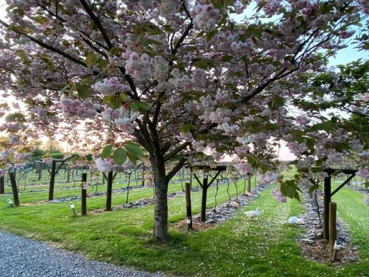 Jabajak Vineyard Restaurant & Rooms
