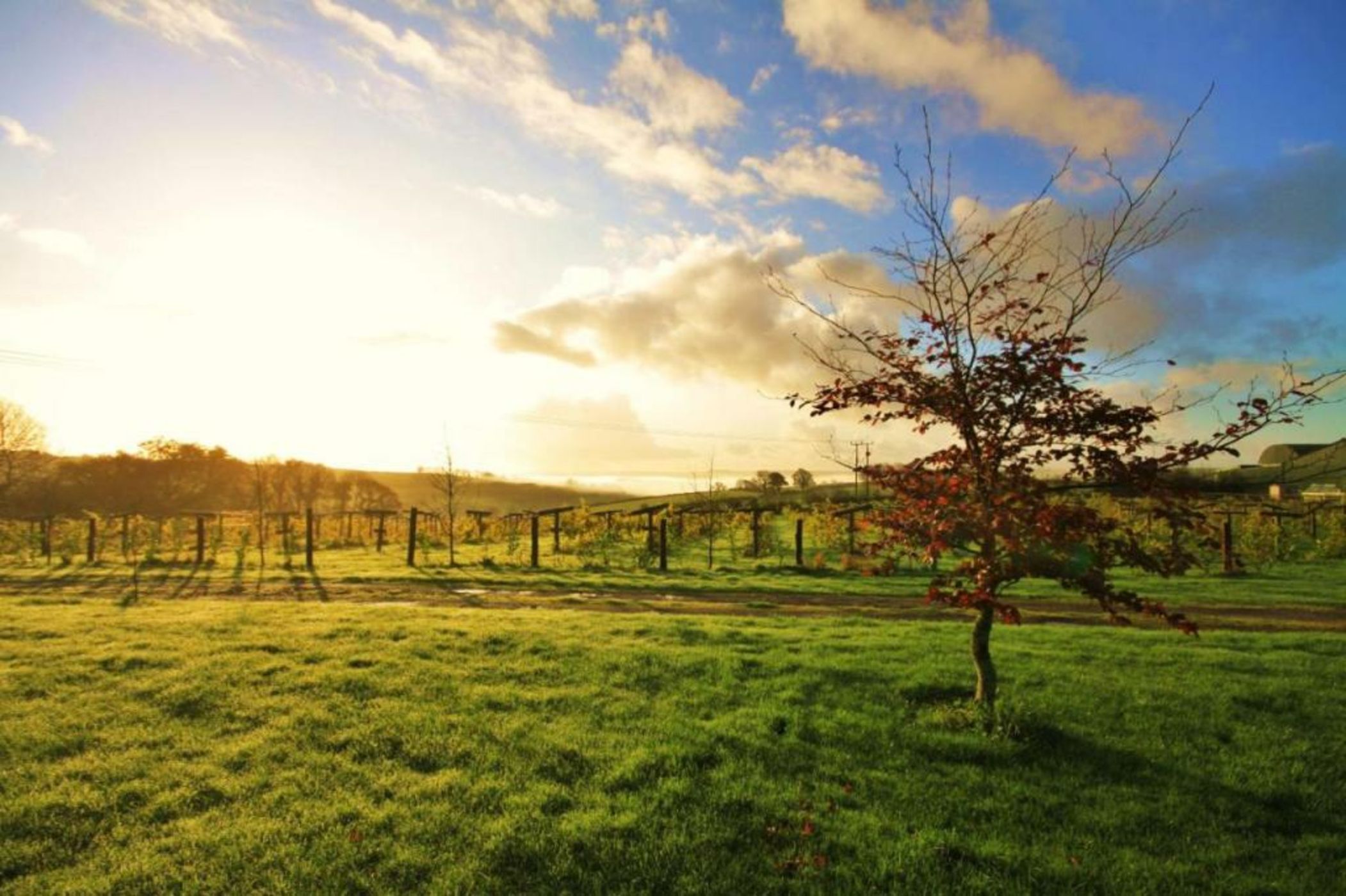 Jabajak Vineyard Restaurant & Rooms