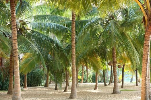 Mangrove Beach Chalets