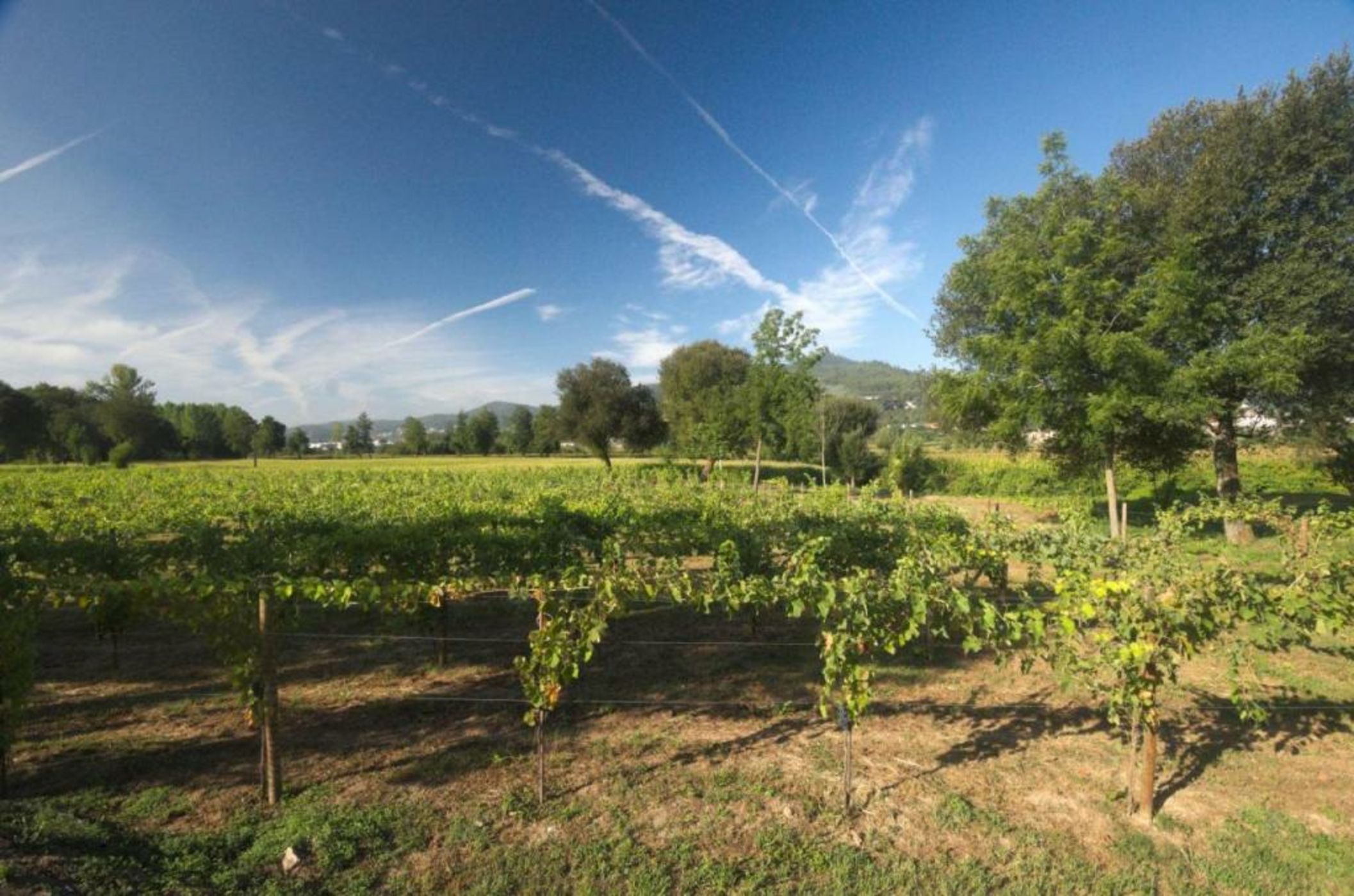 1720 Quinta da Cancela - Winery & Farmhouse