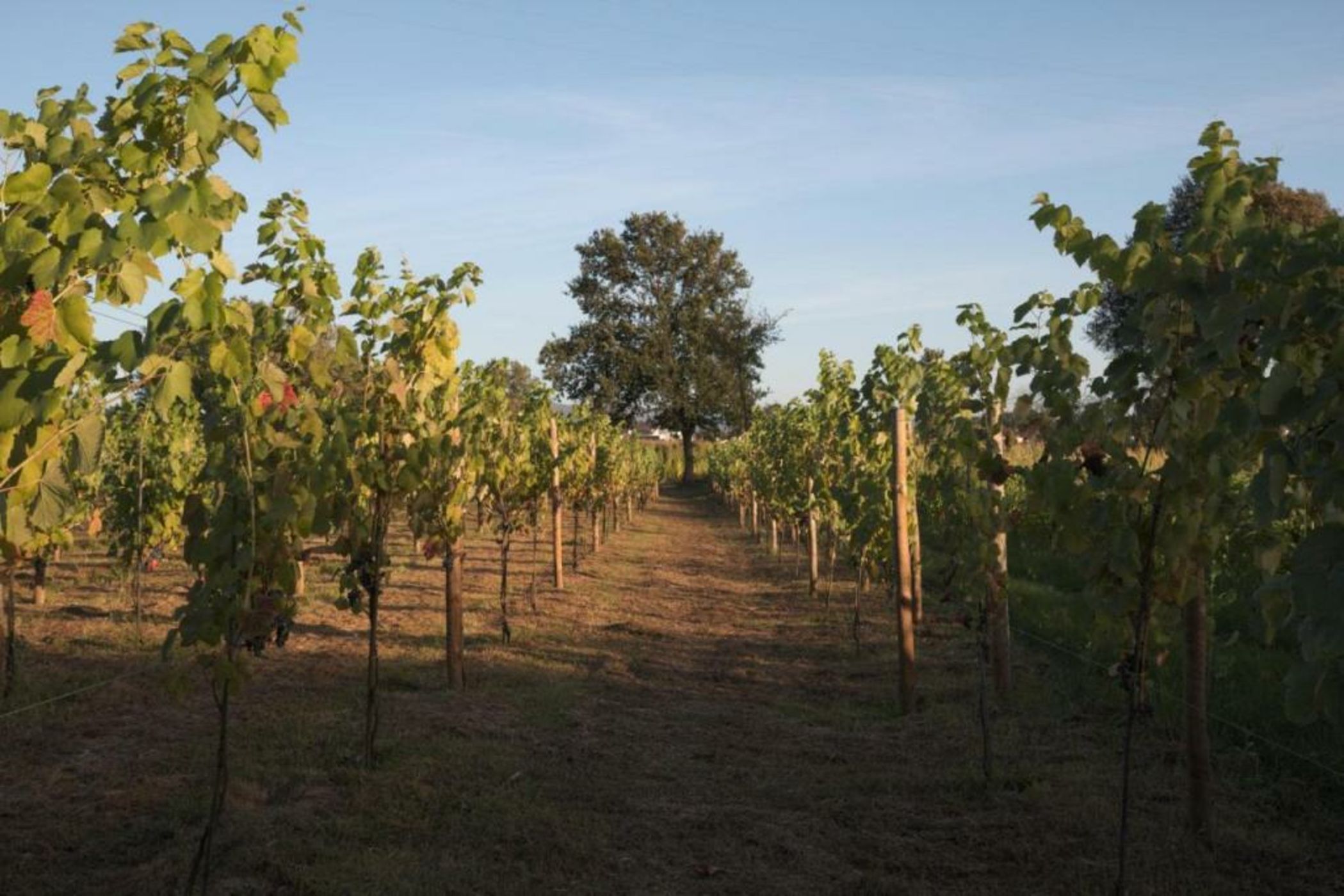 1720 Quinta da Cancela - Winery & Farmhouse