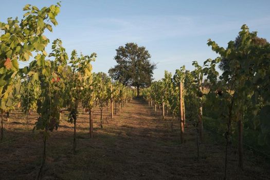 1720 Quinta da Cancela - Winery & Farmhouse