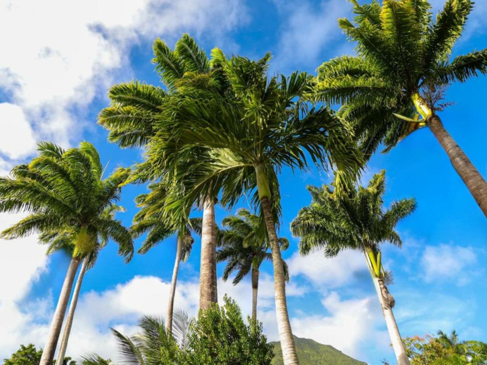 Hermitage Nevis