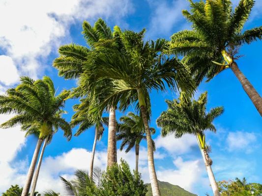 Hermitage Nevis