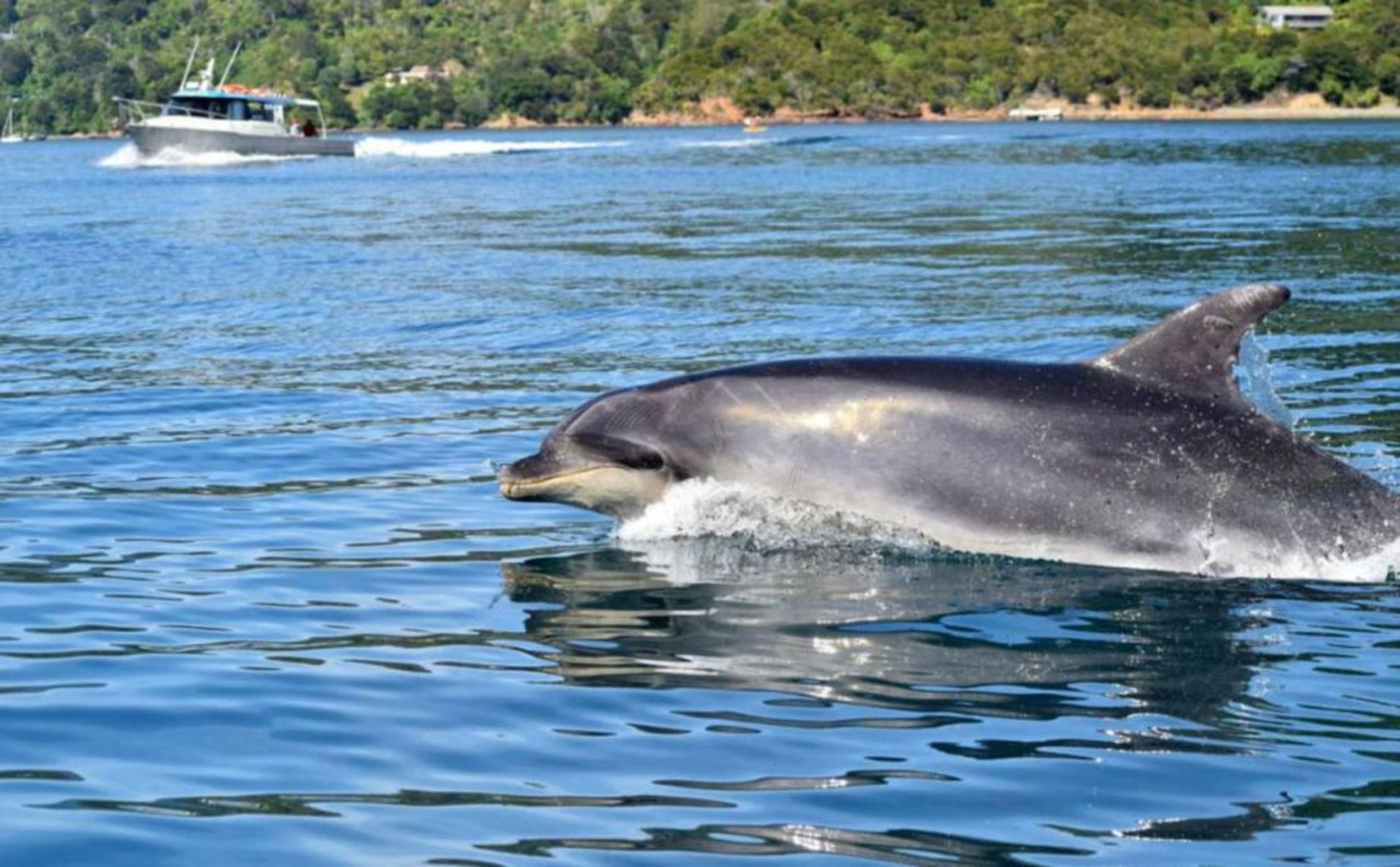 Lochmara Lodge - 20mins by boat from Picton