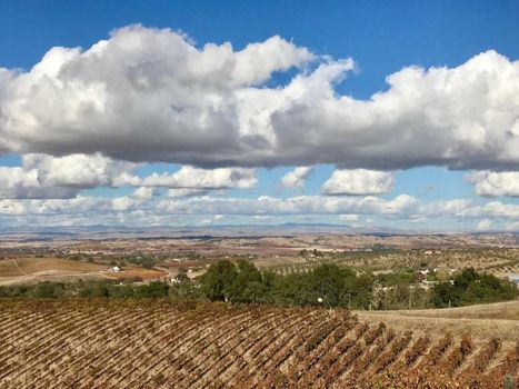 The Eden House Vineyard