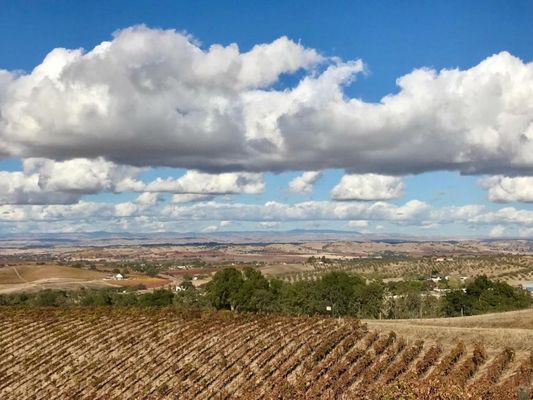 The Eden House Vineyard