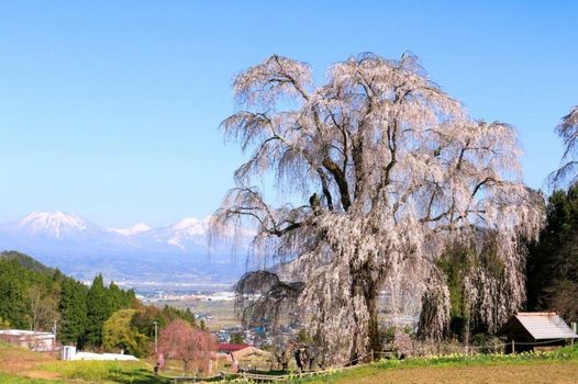 Fujiiso