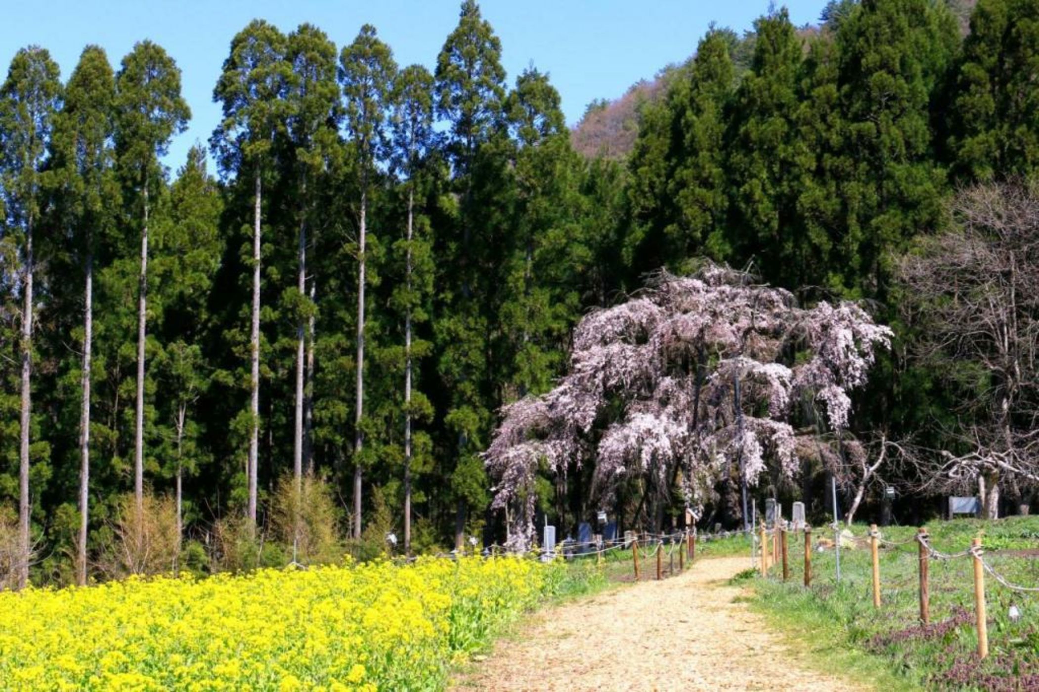 Fujiiso