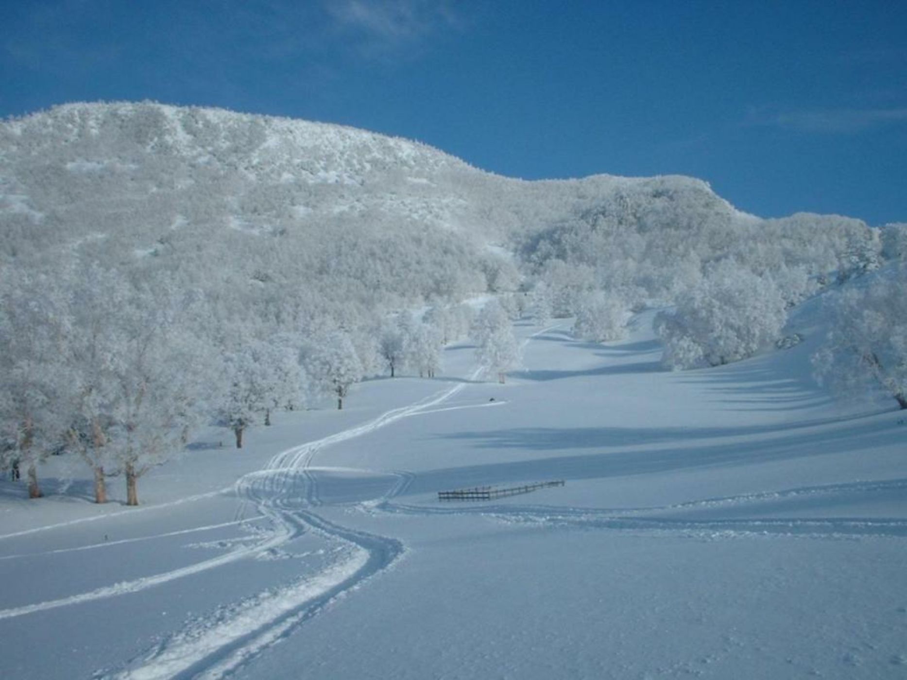 Fujiiso