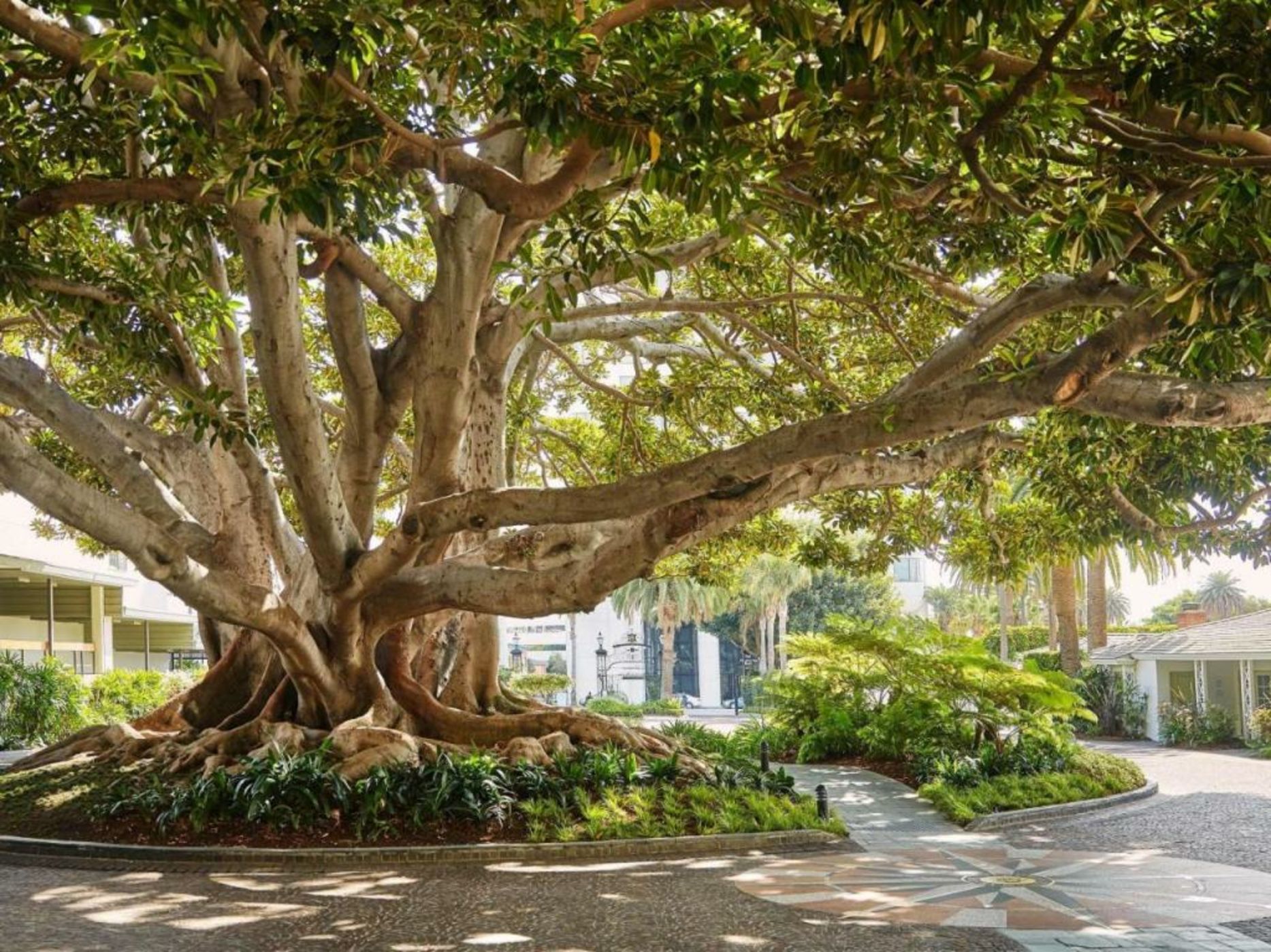 Fairmont Miramar Hotel & Bungalows