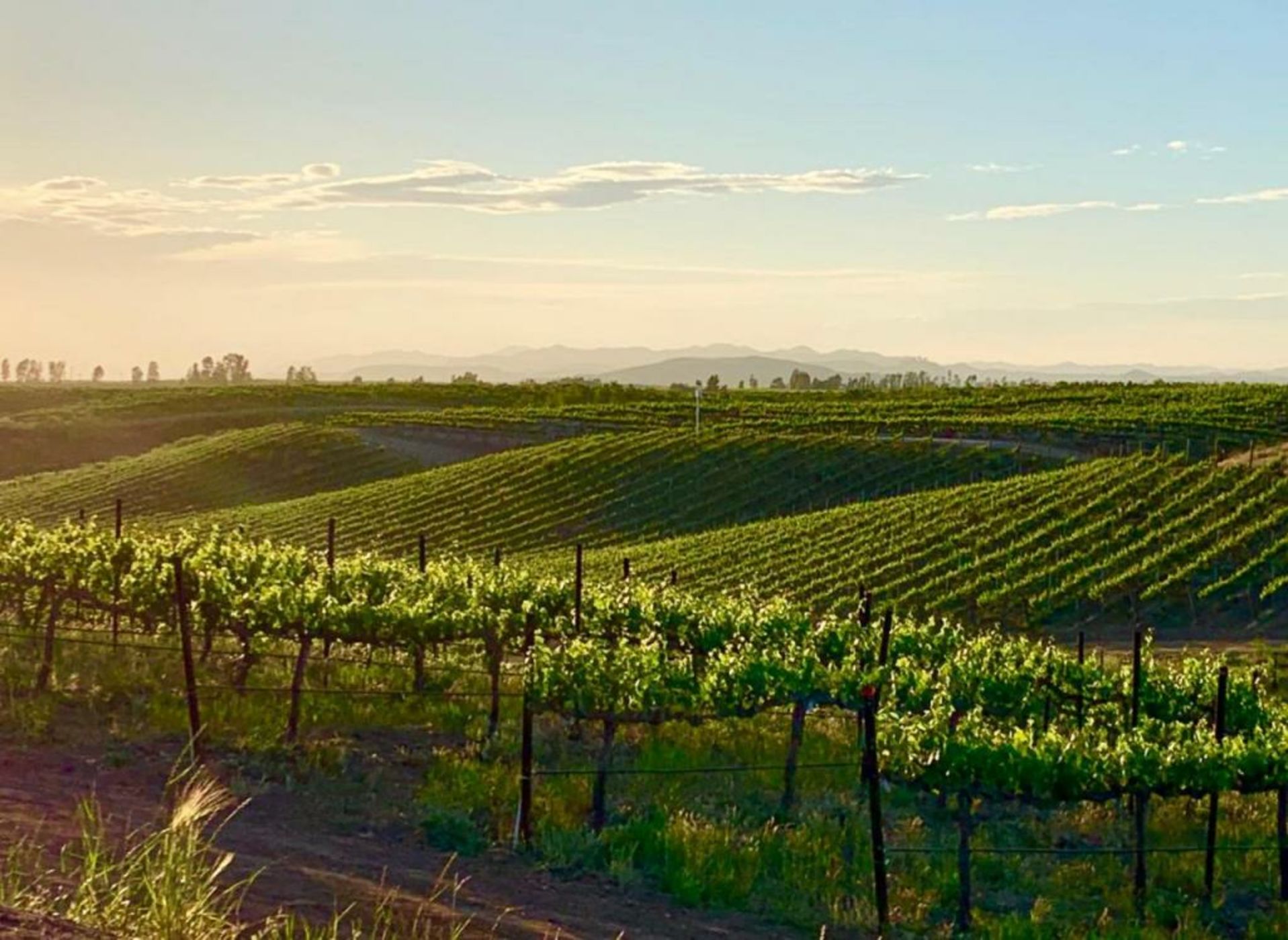 Domaine Chardonnay
