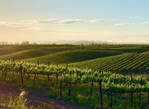 Domaine Chardonnay
